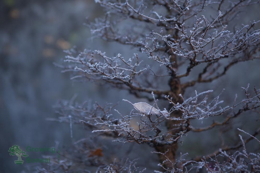 deadwood_dusseldorf_20161204_4