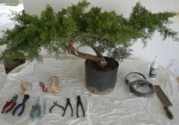 Προ-bonsai
