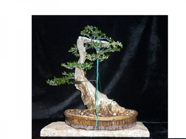 Olea sylvestris pre-bonsai -3-