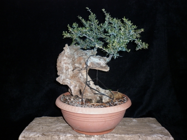 Olea sylvestris pre-bonsai -1-