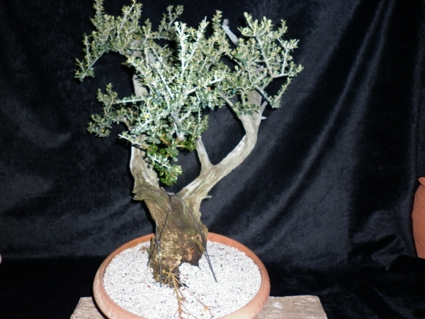 Olea sylvestris pre-bonsai -2-